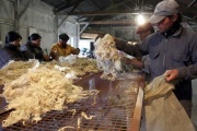 Cooperativas de Río Negro y Chubut vendieron 8.921 kg de lana mohair a Sudáfrica