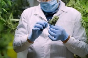 Laly Mora impulsa fundación para la producción de cannabis medicinal