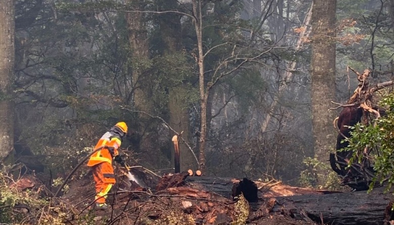 Incendio forestal en Tierra del Fuego chilena supera las 600 hectáreas afectadas y ya alcanzó las turberas