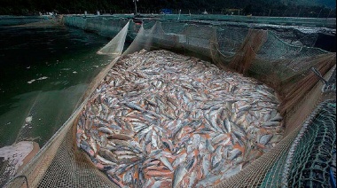 Invitan a conversatorio en defensa de la Ley 1355 y contra las salmoneras