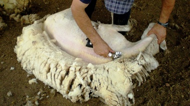 Por primera vez mujeres esquilarán ovejas