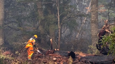 Incendio forestal en Tierra del Fuego chilena supera las 600 hectáreas afectadas y ya alcanzó las turberas
