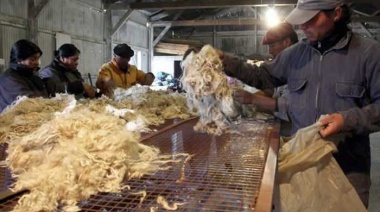Cooperativas de Río Negro y Chubut vendieron 8.921 kg de lana mohair a Sudáfrica