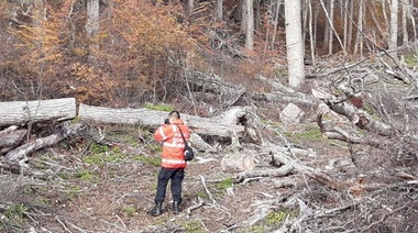 Denuncian tala indiscriminada en reserva aborigen