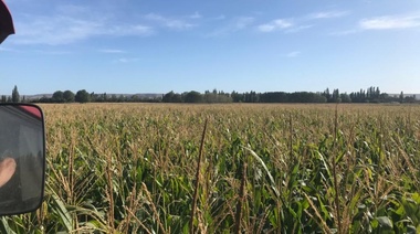 En el Valle de Chubut planifican la próxima cosecha