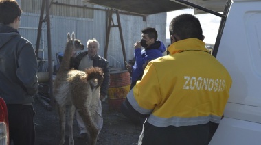 Dos criterios opuestos para guanacos que fueron encontrados fuera de su hábitat