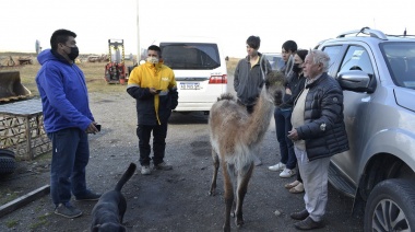 Dos criterios opuestos para guanacos que fueron encontrados fuera de su hábitat