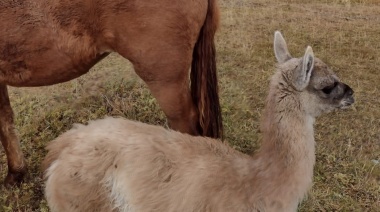 Dos criterios opuestos para guanacos que fueron encontrados fuera de su hábitat