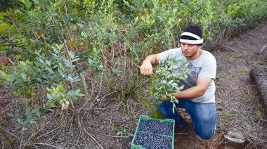 Firmaron un 84% de aumento para los trabajadores del arándano