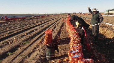 Verduras más caras y productores más pobres