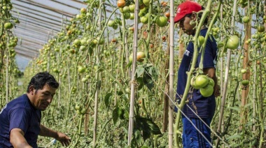 Verduras más caras y productores más pobres