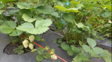 El "Pampa" Pueblas y 30 años de persistente lucha por el ambiente y la agroecología