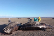 Advierten que varamiento de orcas es un “alerta sobre los impactos ambientales”