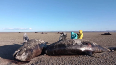 Advierten que varamiento de orcas es un “alerta sobre los impactos ambientales”