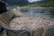 Este sábado será la charla sobre salmoneras en Río Grande