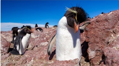 Advierten que los pingüinos penacho amarillo están en peligro