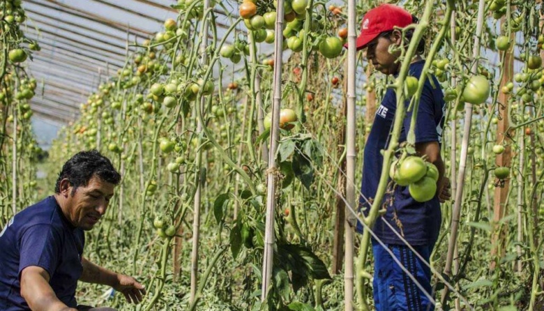 Verduras más caras y productores más pobres