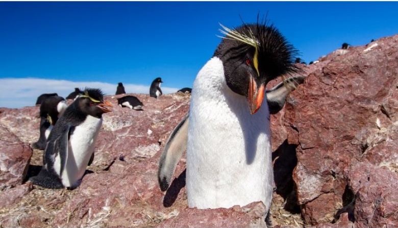 Advierten que los pingüinos penacho amarillo están en peligro