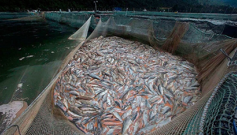 Invitan a conversatorio en defensa de la Ley 1355 y contra las salmoneras