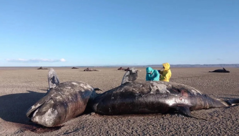Advierten que varamiento de orcas es un “alerta sobre los impactos ambientales”