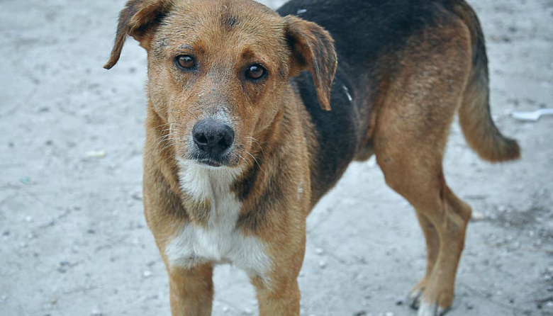 Cuento: El Fantasma amigo del perro