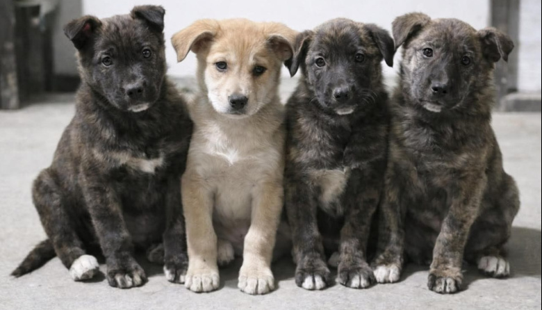 Las mascotas atrapadas en el ajuste cotidiano