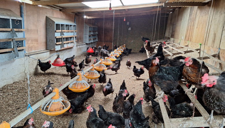 Una familia que apostó a producir huevos de calidad