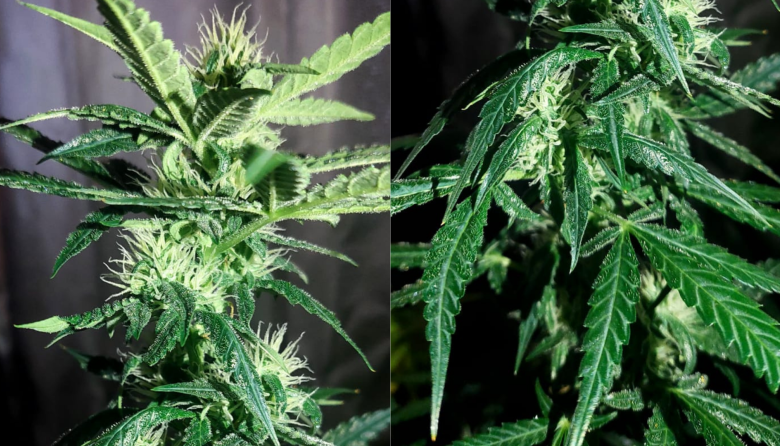 Cannabis medicinal: dejando de lado los prejuicios