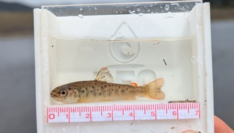 Estudio detecta altas concentraciones de mercurio en truchas de Tierra del Fuego chilena