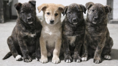 Las mascotas atrapadas en el ajuste cotidiano