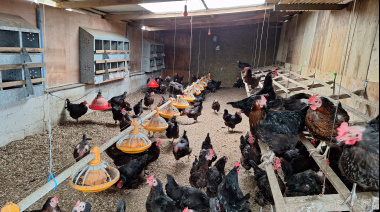Una familia que apostó a producir huevos de calidad