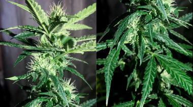 Cannabis medicinal: dejando de lado los prejuicios
