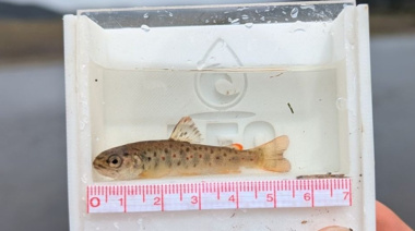 Estudio detecta altas concentraciones de mercurio en truchas de Tierra del Fuego chilena