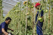 Verduras más caras y productores más pobres