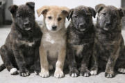 Las mascotas atrapadas en el ajuste cotidiano