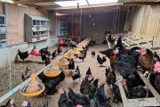 Una familia que apostó a producir huevos de calidad