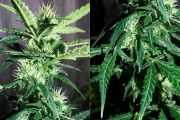 Cannabis medicinal: dejando de lado los prejuicios