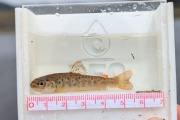 Estudio detecta altas concentraciones de mercurio en truchas de Tierra del Fuego chilena